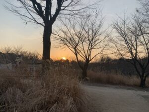 Read more about the article 겨울철 반려견 과 산책하기 좋은 서울숲