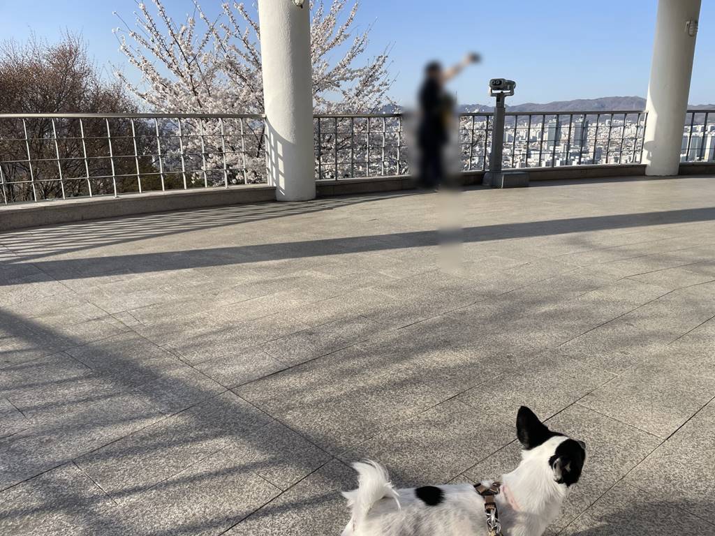 대전 벚꽃 구경하기 좋은 보문산 보문대 ( 반려견 동반 가능)