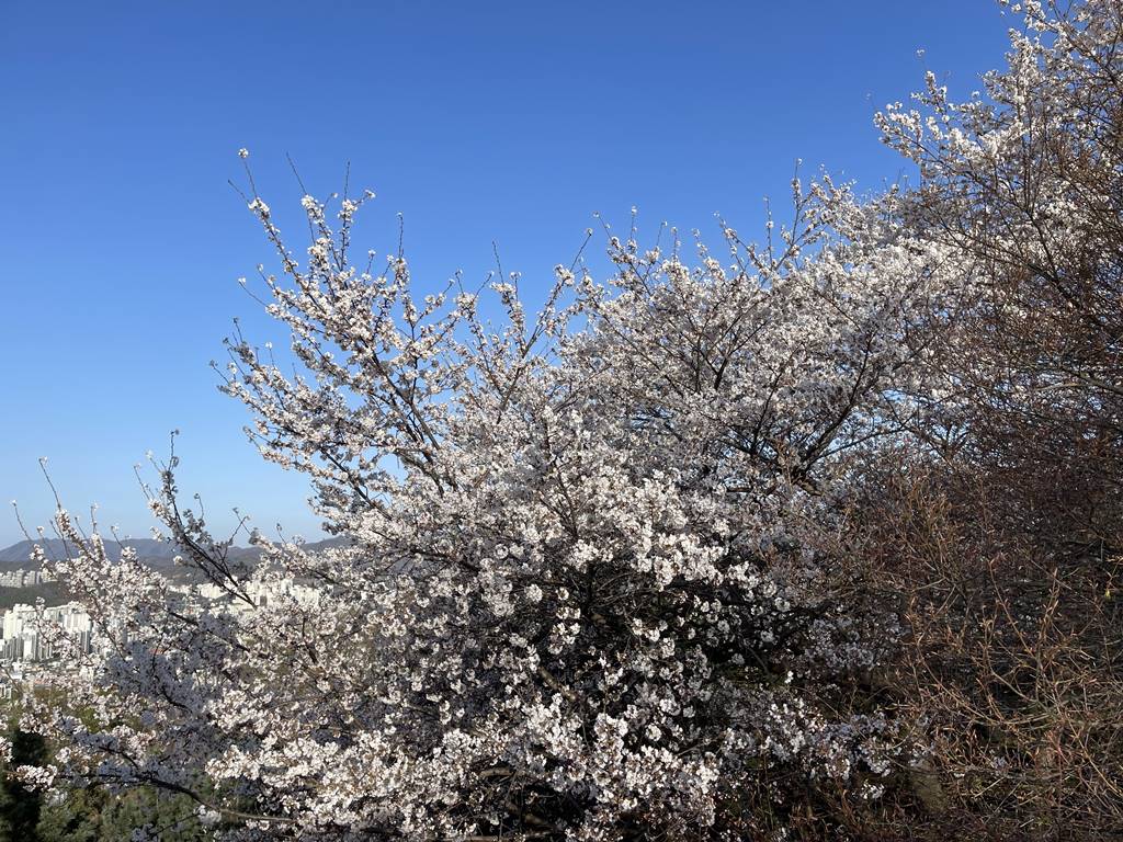 대전 벚꽃 구경하기 좋은 보문산 보문대 ( 반려견 동반 가능)