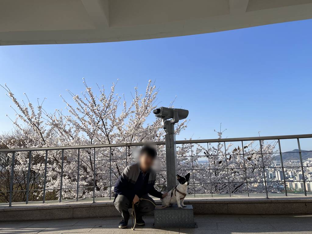 대전 벚꽃 구경하기 좋은 보문산 보문대 ( 반려견 동반 가능)