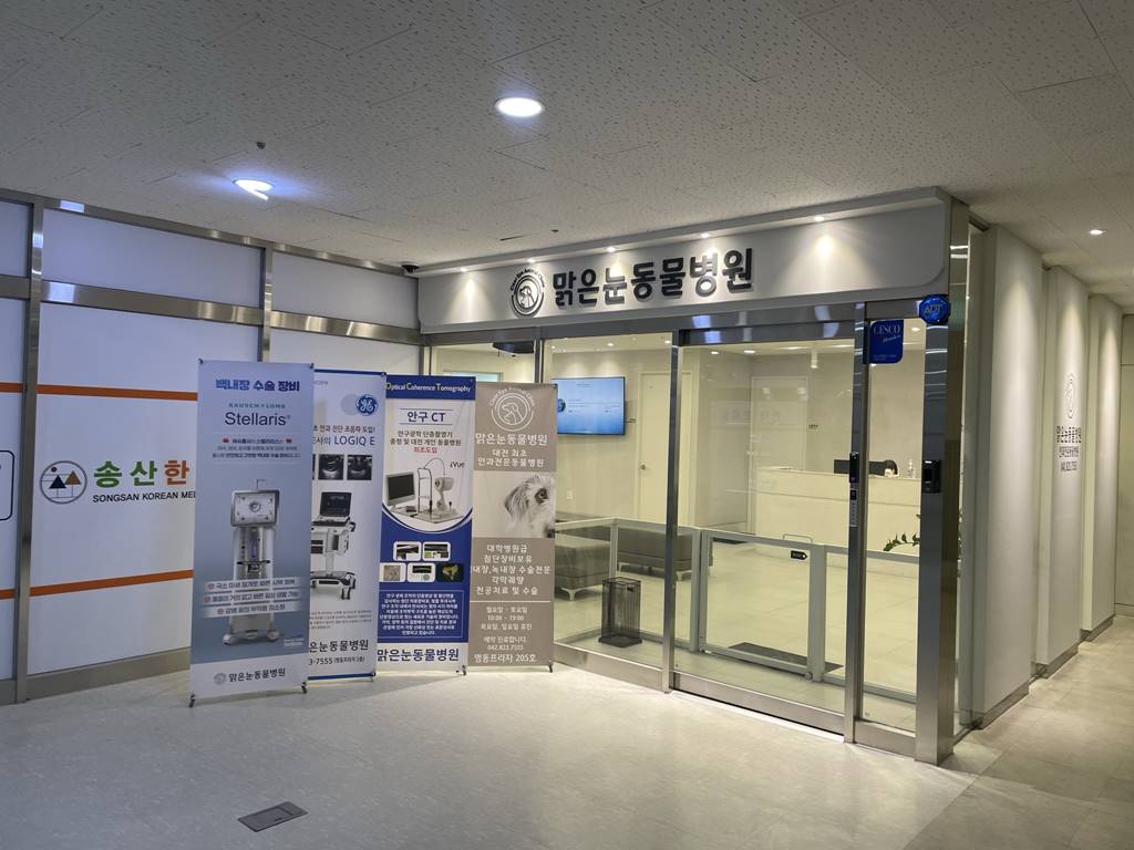 대전 맑은눈 동물병원 강아지 안과 전문 병원